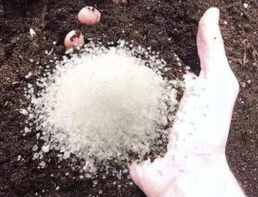 تصویر 1 از قیمت ویژه کود هیدروژل نگهدارنده رطوبت و تغذیه گیاه